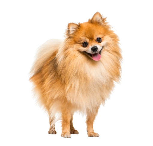 Pomerania Adulto Quito